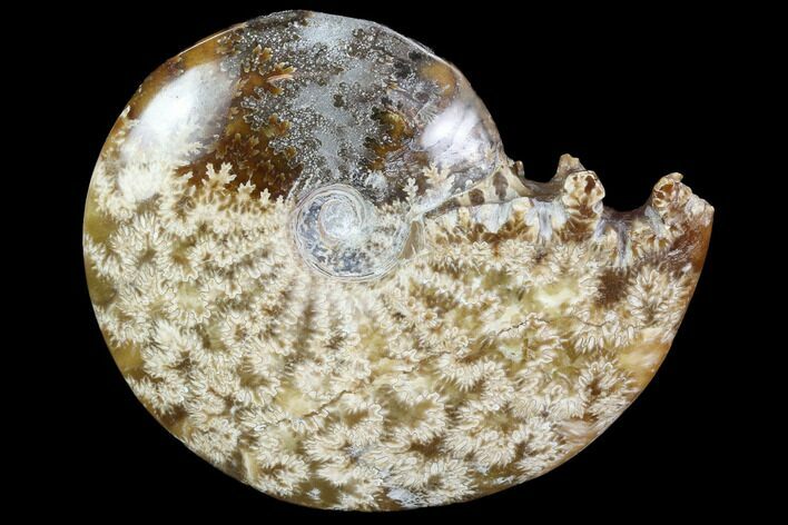 Polished, Agatized Ammonite (Cleoniceras) - Madagascar #97350